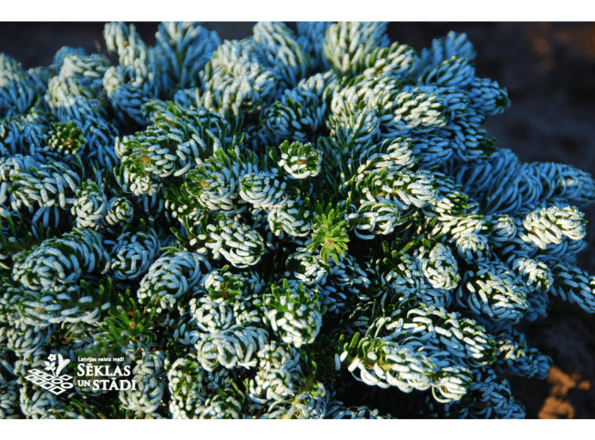 Abies koreana   'Ice Breaker'